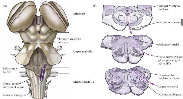 olika organ parasympatiskt i thorax och abdomen.