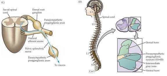 De parasympatiska neuronen här tar sig ut via splanchnic nerver för att innervera parasympatiska ganglion i den nedre tredjedelen av colon, rectum, urinblåsan och