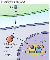 Fibroblast growth factor (FGF) är ett peptidhormon som binder till ett