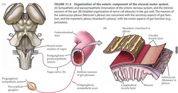Den parasympatiska innerveringen, som ökar motilitet och sekretion, kommer sedan från n. vagus och, för den nedre tredjedelen av colon och nedåt, från segment S2- S4.