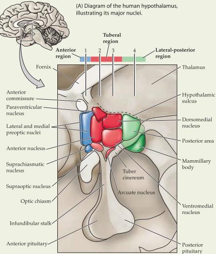 Vägar från hypothalamus till hypofys och vidare till målorgan: Axlarna kontrolleras även av feedbackloopar där målhormonet hämmar