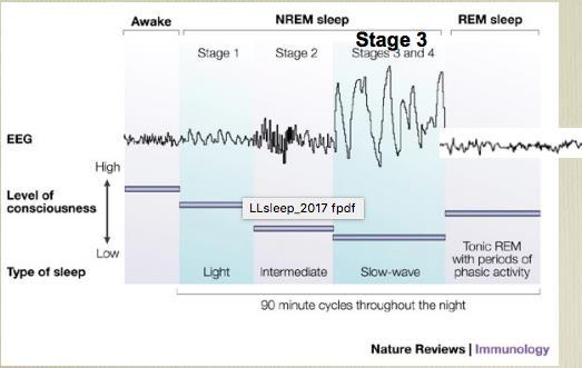 En period efter djupsömnen i fas 4 går man uppåt i faserna i sömncykeln och sedan in i REM-sömn (rapid eye movement) som är en lättare form av sömn då man drömmer.