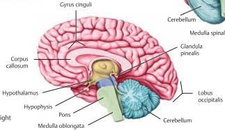 omgiven av skallbenen, utgör den största delen av CNS.