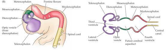 Prosencephalon kommer delas upp i två delar, den anteriora delen kommer bli telencephalon medan den posteriora blir diencephalon(thalamus och hypothalamus).