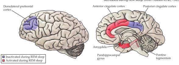 Under REM-sömn ses dessutom en aktivitet i formatio reticularis till laterala knäkroppen och vidare till occipitalloben.