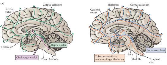 Förutom de kolinerga kärnorna i det retikulära aktiverande systemet ses även noradrenerga neuron i locus coeruleus, serotonerga neuron i nuclei raphe (dessa två ingår i RAS tillsammans med de