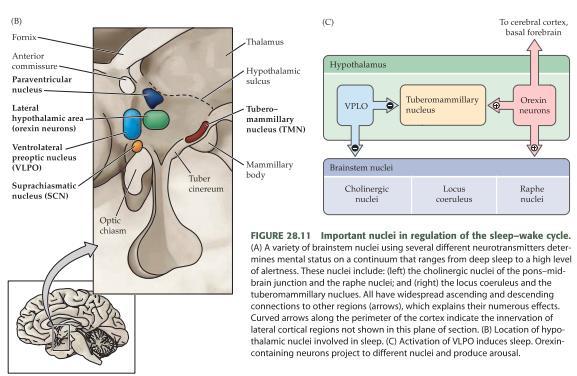 RAS PPT/LDT frisätter acetylkolin som aktiverar cortex och thalamus (sjunker starkt under NREM, viktig för REM-sömn då de ökar).