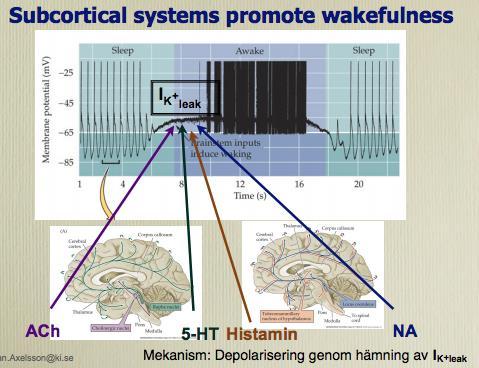 Genom att låta de thalamocortikala neuronen gå från en oscillerande till en tonisk aktiv fas skapar man således en ökad vakenhet.