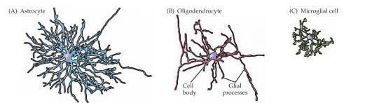 Bildar myelinskida runt axon - lipidskikt som ökar signaleringshastigheten. Schwannceller Precis som oligodendrocyterna bildar dessa myelin runt axonen men endast i PNS.