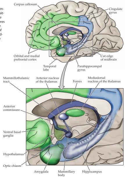 Förutom de två klassiska strukturerna ovan som upptäcktes tidigt är även orbitala och mediala prefrontala cortex, ventrala delar av de basala ganglierna, nucleus mediodorsalis i thalamus och amygdala