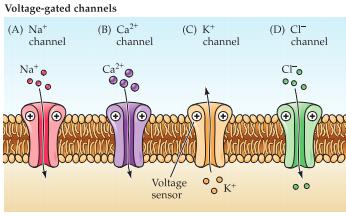 Non-gated ion channels är alltid öppen och ses som en läckkanal. Upprätthåller vilomembranpotentialen och är permeabla för kalium och till en mindre del för natrium.