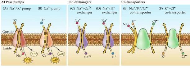 Stretch and heat-activated channels kan reagera på mekanisk påverkan på cellmembranet(t.ex hörselceller) eller reagera på temperatur där de både reagerar på värme och kyla.