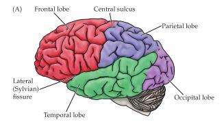 Telencephalon, storhjärnan är den största delen av hjärnan och delas in i två hjärnhalvor och separeras av corpus callosum.