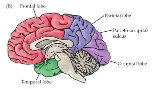 Varje hjärnhalva kommer i sin tur delas upp i ett antal lober; lobus frontalis, lobus temoporalis, lobus parietalis samt lobus occipitalis. På hjärnytan kommer det bildas olika veck och fåror.