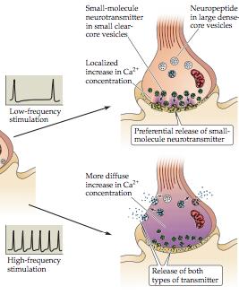 Lite mer om kalciumets roll i exocytos av vesikelinnehåll: Kalciumkanalerna är spänningskänsliga och kommer ta in Ca 2+ i presynaptiska terminalen och får då vesiklarna att tömma sitt innehåll genom