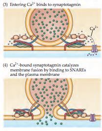 Det som sker är att botulism inhiberar utsläppet av neurotransmittorerna genom att klyva SNARE-proteinerna vilket leder till att synapsen inte sker.