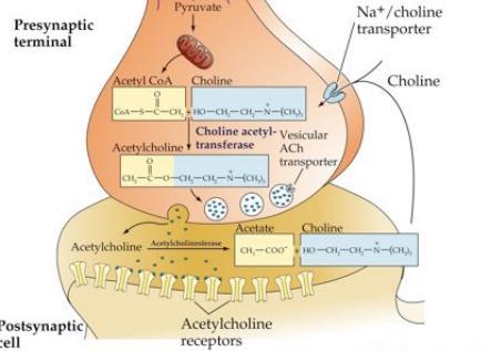 Acetylkolin(Ach) används som neurotransmittor bl.a vid skelettmuskler, parasympatisk aktivitet i hjärtat, perifera ganglier samt CNS.