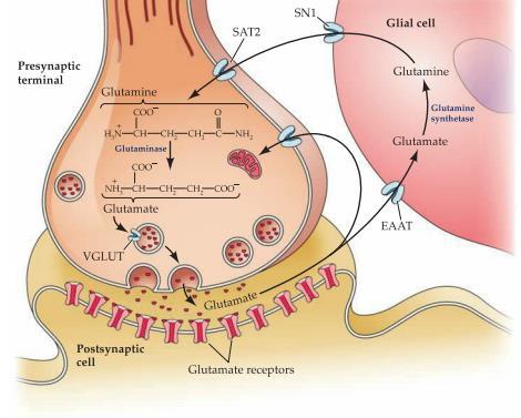 GABA är en inhibitorisk transmittor och används vid interneuron samt i hjärnan.