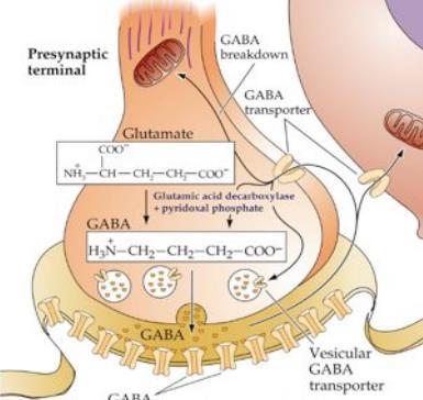 Återupptas och omvandlas till succinat för att metaboliseras vidare i citronsyracykeln. Glycin: Inhibitorisk.