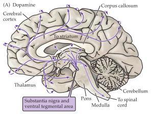 Dopamin finns i flera områden i hjärnan men som mest i corpus striatum som tar emot massa signaler från substantia nigra och ventral tegmental area och har en viktig roll i koordinationen av