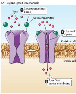 membranpotential i spannet mellan vilopotential och tröskelvärdet. Det är två stora familjer av receptorproteiner; Jonotropa receptorer/ligand gated jonkanaler = direktkopplade till jonkanaler.