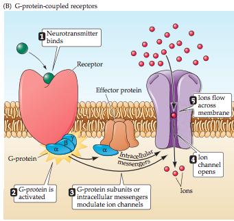 Acetylkolinreceptorer Nikotinerga receptorer (nachr) finns i CNS och är non-selektiva katjonkanaler som genererar excitatoriska postsynaptiska responser.