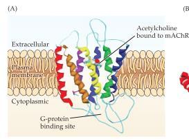 Den har en 7- struktur där ACh binder in till en extracellulärloop vilket leder till en konformationsförändring som aktiverar ett G-protein.