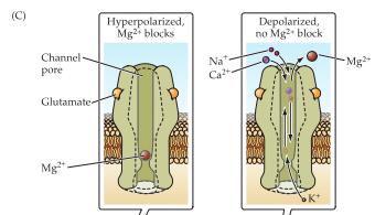 egenskap är att NMDA receptorn har en Mg 2+ -jon mitt i kanalen vid ett hyperpolariserat tillstånd som hindrar joner från att flöda in. Men när membranet depolariseras av andra receptorer t.