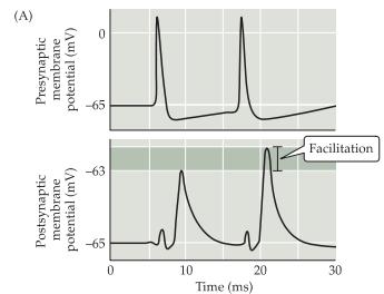 Synaptic depression är ett annat fenomen som beror på att vid långvarande stimuli kommer vesikelcykeln inte hinna att återställa mängden vesiklar fulla med neurotransmittorer för att utsöndra dessa.