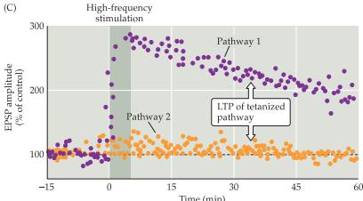 a kan lagra specifik information i minnet genom att vissa synapser blir starkare än andra. I bilden nedan har pathway 1 utsätts för högfrekvent stimuli medan pathway 2 inte har fått det.