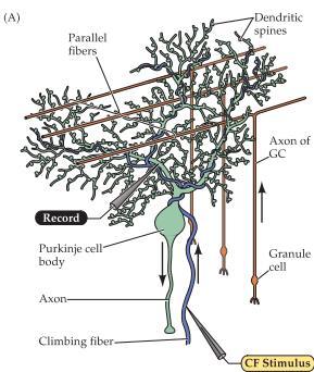 LTD kommer minska styrkan på synapsen hos både climbing fiber och parallell fiber.