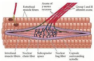 Huvudets position är oerhört viktig och då kommer proprioreceptorerna samarbeta med balansorganet.