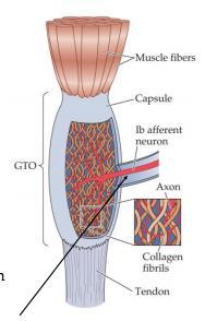 Muskelspolarna innehåller två typer av intrafusiala fibrer, nuclear bag och nuclear chain. Muskelspolar innehåller både motoriska och sensoriska nervceller.