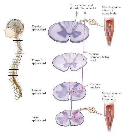 Alla uppåtgående somatiska fibrer samlas i ventral posterior