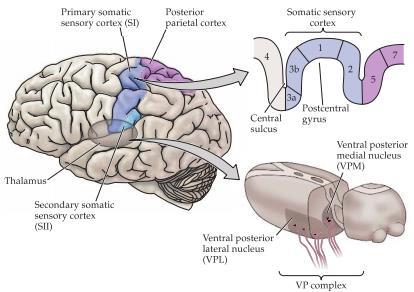 Ventral posterior lateral nucleus (VPL) tar emot somatosensorik