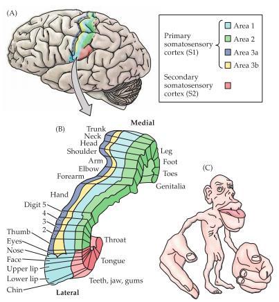 Majoriteten av neuronen i den ventroposteriora delen av thalamus (där VPL och VPM ligger) projicerar till neuron lokaliserade i det primära somatosensoriska cortex (S1).