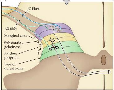 mekanosensorisk information vilken kallas för dorsal column-medial lemniscala systemet.