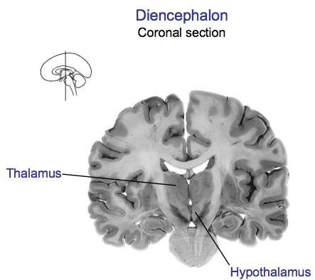 Diencephalon Som jag tidigare varit inne på består diencephalon av thalamus, hypofysen samt hypothalamus.