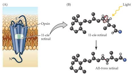 Fotopigmentet består av det ljusabsorberande ämnet retinal (en aldehyd av vitamin A) som är bundet till opsin. Tillsammans bildar dom fotopigmentet rhodopsin.