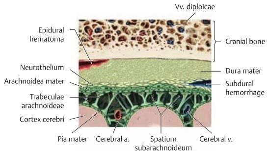 Det bildas vissa hålrum i samband med dessa hjärnhinnor. Spatium epidurale är mellanrummet mellan kraniumet och dura mater och är inget riktigt hålrum då dura mater fäster in till kraniet.