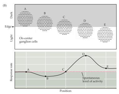 I bilden nedan innebär detta att i B kommer membranpotentialen i det bipolära on center-neuronet att vara lägre än i vila eftersom fotoreceptorer i off surround-området längst ner inhiberar denna