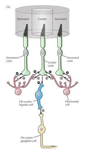 Centrala visuella bansystem N. opticus (CN II) bildas när ganglionceller lämnar retina genom en cirkulär region som kallas för optic disk eller synnervspapillen på svenska.