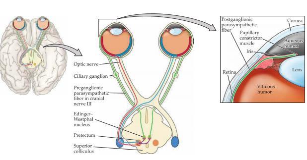 Edinger-Westphal kärnan innehåller preganglionära parasympatiska neuron som skickar sina axoner via n. oculomotorius (CN III) för att sluta som nerver i ciliary ganglion.