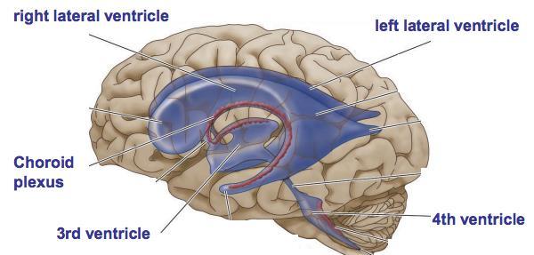 Kunna redogöra för hjärnans blodförsörjning och liquorcirkulation (S2) Cerebrospinalvätskan cirkulerar genom ventriklarna och passerar spatium subarachnoidea samt subarachnoidea cisterns