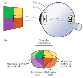 Beroende på varifrån synen kommer, höger eller vänster, korsas informationen över till motsatta hemisfär. Vänster synfält processas i höger hemisfär och vice versa.