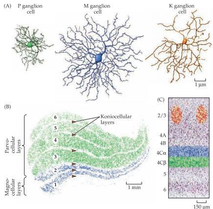 Från primära syncortex skickar man även projektioner till andra delar. V1 (primära syncortex) skickar bland annat information till V2 som sedan går till V4 i temporalloben i den ventrala vägen.