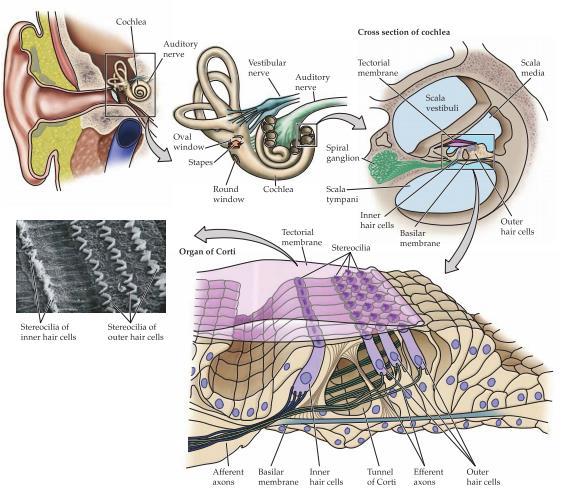 Innerörat består av bl.a cochlea( öronsnäckan) där neurala impulser bildas från ljudenergi.