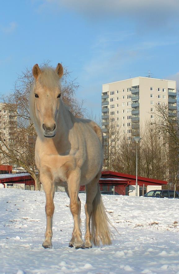 Museer Foto: Malmö