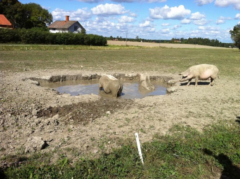 Djurens naturliga beteende Grisar ska ha tillgång till naturlig sysselsättning Under varma perioder