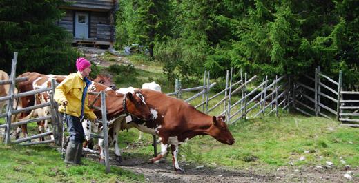 Djurens bete och foder Under vegetationstiden ska alla djur ha tillgång till bete under större delen av dygnet (mejeri, nöt, gris, fågel, får och